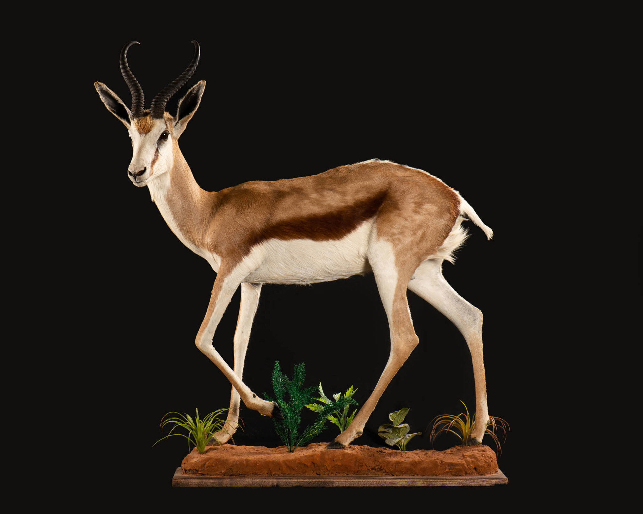 Springbuck Full Mount Taxidermy Splitting Image Taxidermy